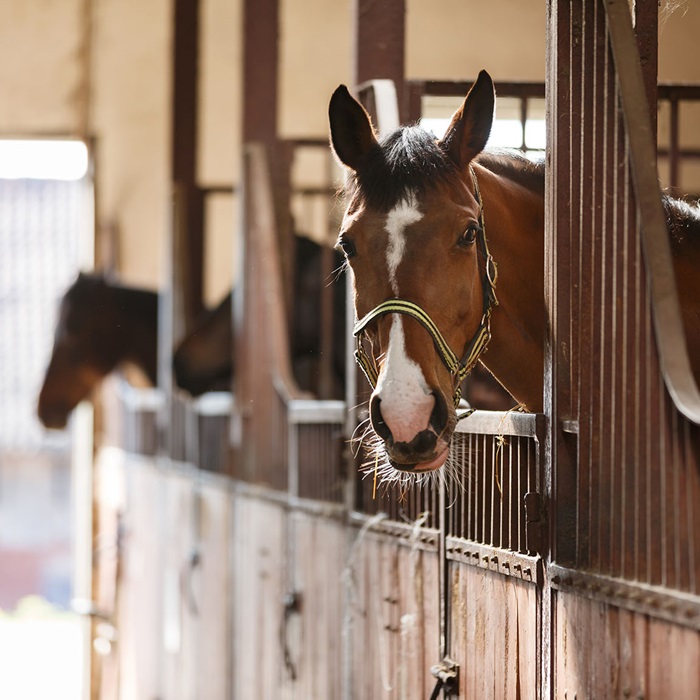 Horse-Insurance-Products-card A brown horse standing in a stable